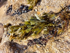 Fucus guiryi