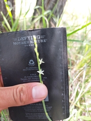 Oxygonum dregeanum