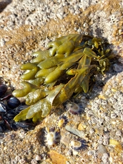 Fucus guiryi