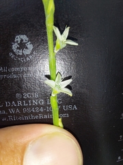 Oxygonum dregeanum