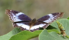 Protogoniomorpha cytora