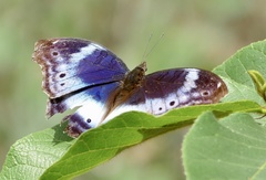 Protogoniomorpha cytora