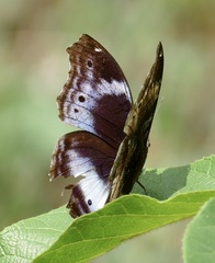 Protogoniomorpha cytora