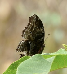 Protogoniomorpha cytora