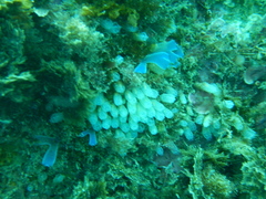 Pycnoclavella