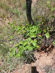 Ipomoea holubii