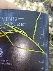 Xenostegia tridentata