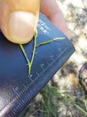 Xenostegia tridentata