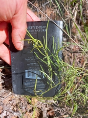 Xenostegia tridentata