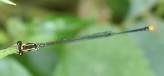 Allocnemis elongata