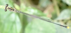 Allocnemis elongata