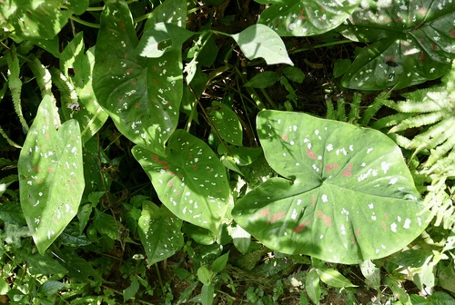 Caladium bicolor image