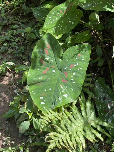 Caladium bicolor image