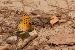 Argynnis hyperbius