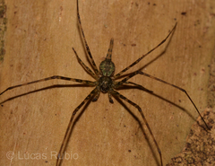 Ypypuera crucifera