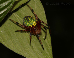 Araneus guttatus