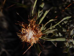 Leucospermum tomentosum