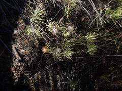 Leucospermum tomentosum