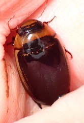 Hydaticus aruspex