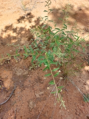 Hermannia boraginiflora