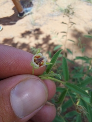 Hermannia boraginiflora