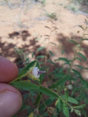 Hermannia boraginiflora