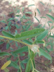 Hermannia boraginiflora