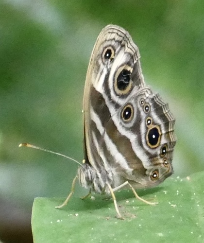 Maessen’s Ignoble Bush Brown
