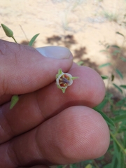 Hermannia boraginiflora
