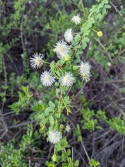 Mimosa farinosa