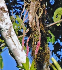 Lepismium cruciforme