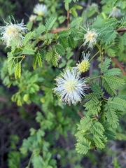 Mimosa farinosa