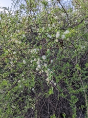 Mimosa farinosa