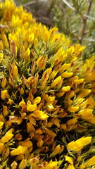 Ulex erinaceus