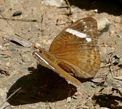Euriphene