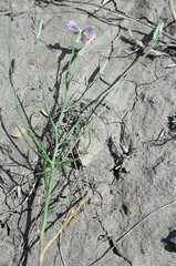 Stephanomeria runcinata