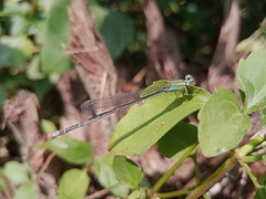 Pseudagrion microcephalum