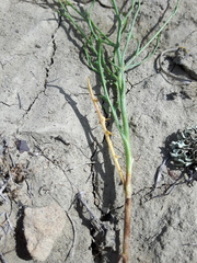 Stephanomeria runcinata