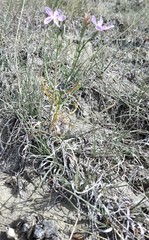 Stephanomeria runcinata