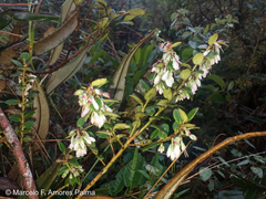 Vaccinium floribundum
