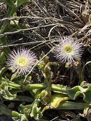 Mesembryanthemum crystallinum