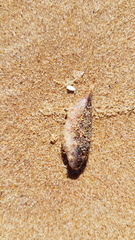 Sphoeroides pachygaster