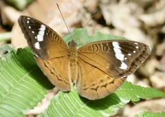 Euriphene tadema