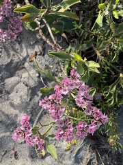 Limonium peregrinum