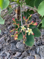Jatropha hieronymi