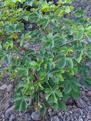 Jatropha hieronymi