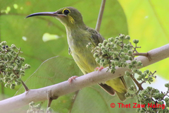 Arachnothera chrysogenys