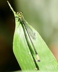 Pseudagrion melanicterum