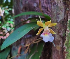 Trichocentrum fuscum