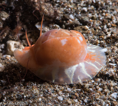 Naticarius alapapilionis